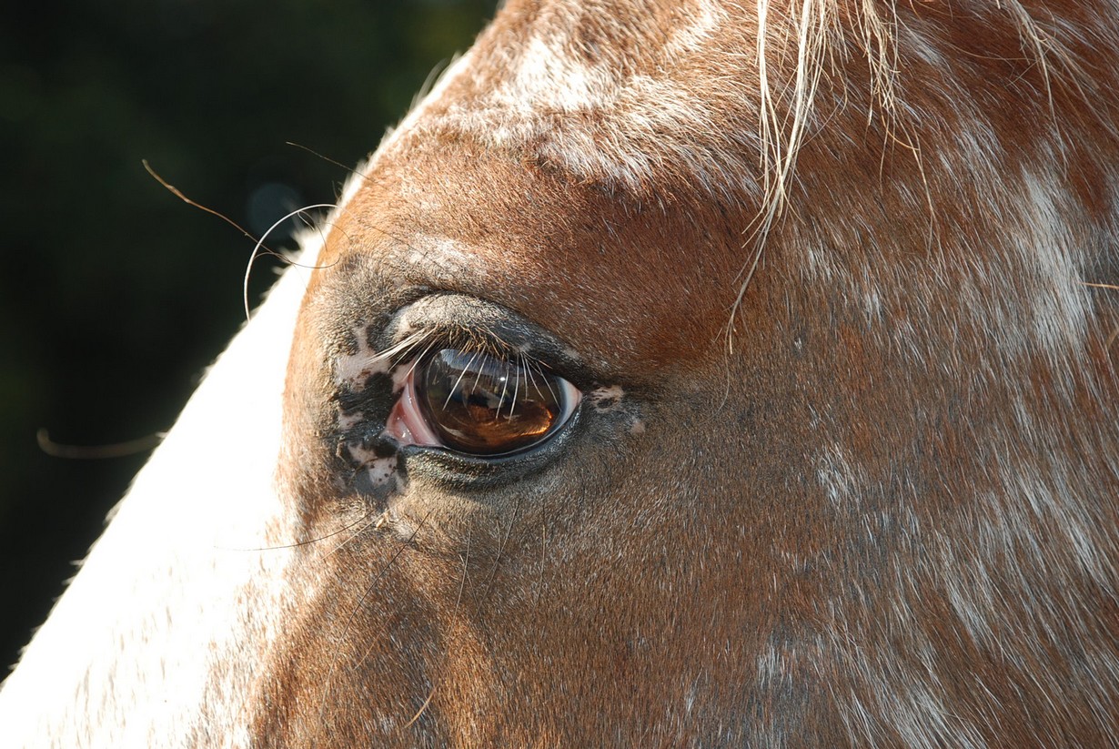 HorsesPicture